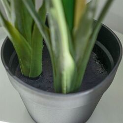 Planta artificiala H&S 27951 97cm (Cala) Thumb