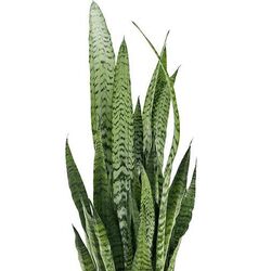 Растение искусственное H&S 49465 92см (Сансевьерия) Thumb