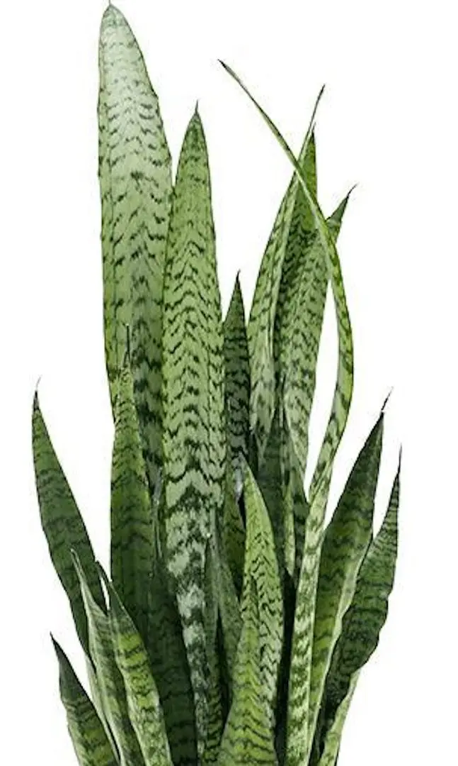 Растение искусственное H&S 49465 92см (Сансевьерия)