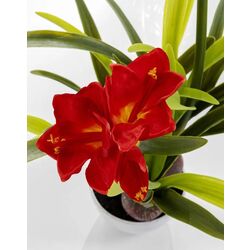 Planta artificiala Amaryllis 76cm (Green/Red) Thumb