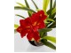 Planta artificiala Amaryllis 76cm (Green/Red)