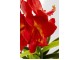 Planta artificiala Amaryllis 76cm (Green/Red)