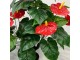 Planta artificiala Anthurium (Green/Red)