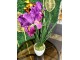 Planta artificiala Cattleya Orchid 69cm (Green/Pink)