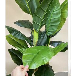 Растение искусственное Dieffenbachia (Green) Thumb