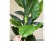 Planta artificiala Dieffenbachia (Green)