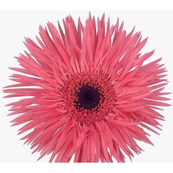 Planta artificiala Gerbera Jamesonii 70cm (Green/Pink) Thumb