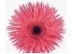 Planta artificiala Gerbera Jamesonii 70cm (Green/Pink)