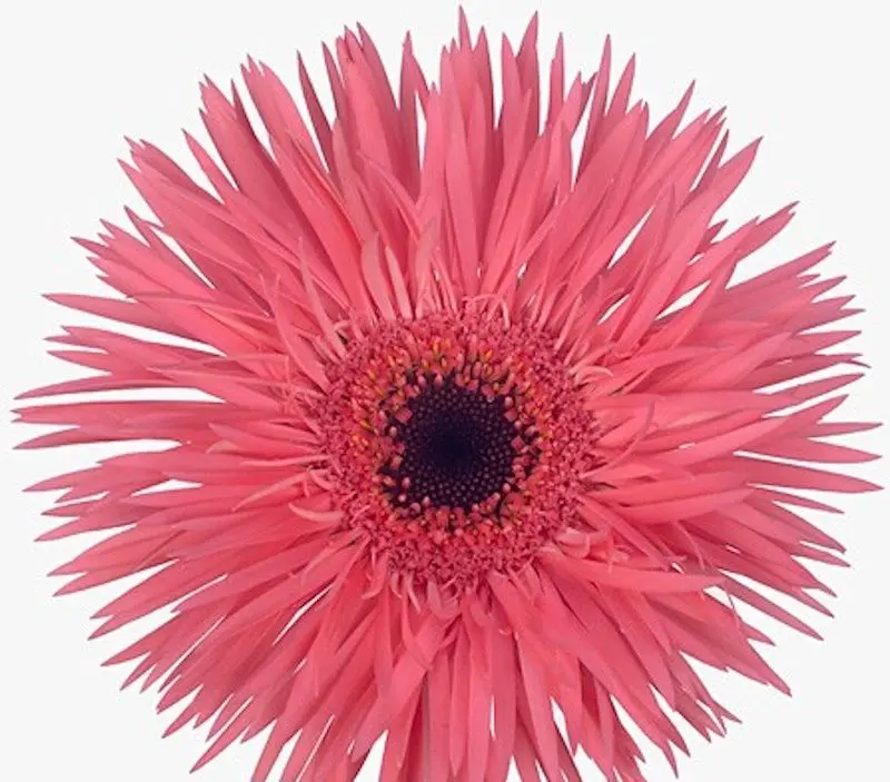 Planta artificiala Gerbera Jamesonii 70cm (Green/Pink)