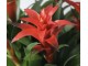 Planta artificiala Guimania 60cm (Green/Red)