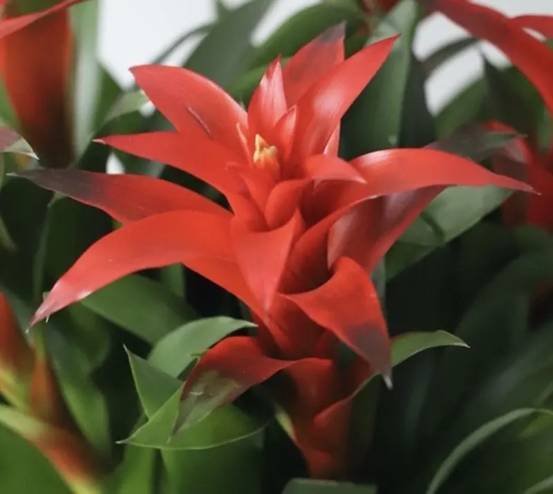 Planta artificiala Guimania 60cm (Green/Red)