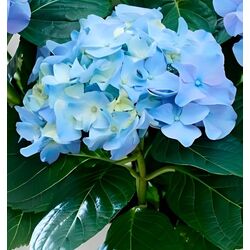 Planta artificiala Hydrangea 45cm (Green/Blue) Thumb