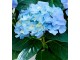 Planta artificiala Hydrangea 45cm (Green/Blue)