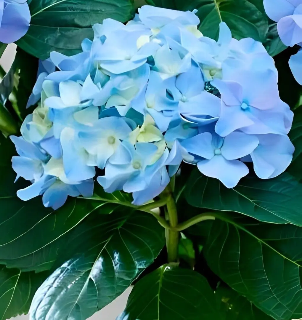 Planta artificiala Hydrangea 45cm (Green/Blue)