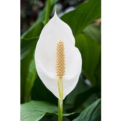 Planta artificiala Spathiphyllum Patinii 100cm (Green/White) Thumb