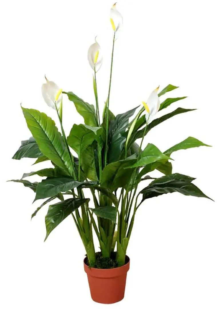 Planta artificiala Spathiphyllum Patinii 100cm (Green/White)