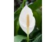 Planta artificiala Spathiphyllum Patinii 47cm (Green/White)