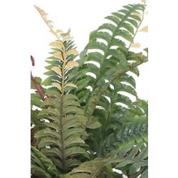 Planta artificiala VidaXL 244438 (Green) Thumb