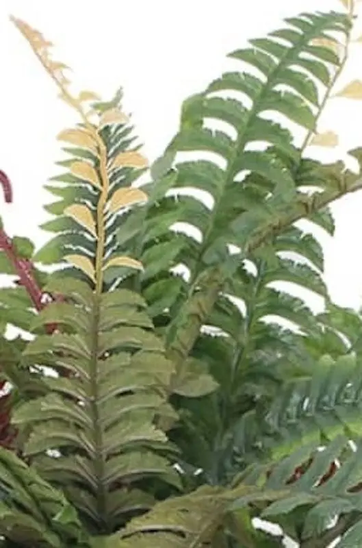 Planta artificiala VidaXL 244438 (Green)