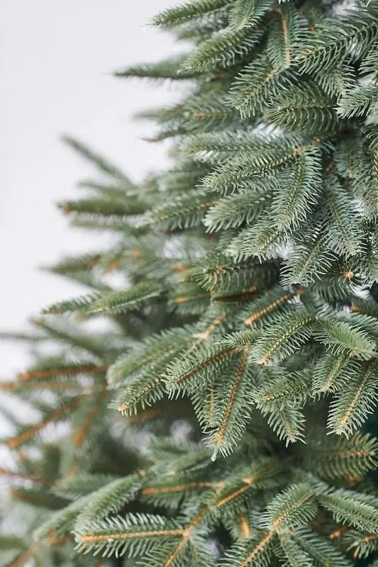 Brad Divi Trees American Silicon Small 2.1m