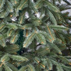 Brad Divi Trees Elite Premium 2.7m Thumb