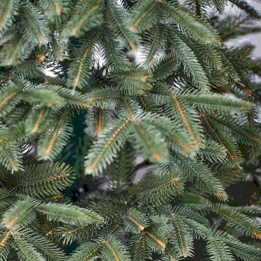 Елка Divi Trees Elite Premium 3м