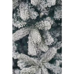 Brad Divi Trees Mont Blanc 2.7cm Thumb