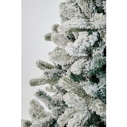 Brad Divi Trees Mont Blanc 4.5m Thumb