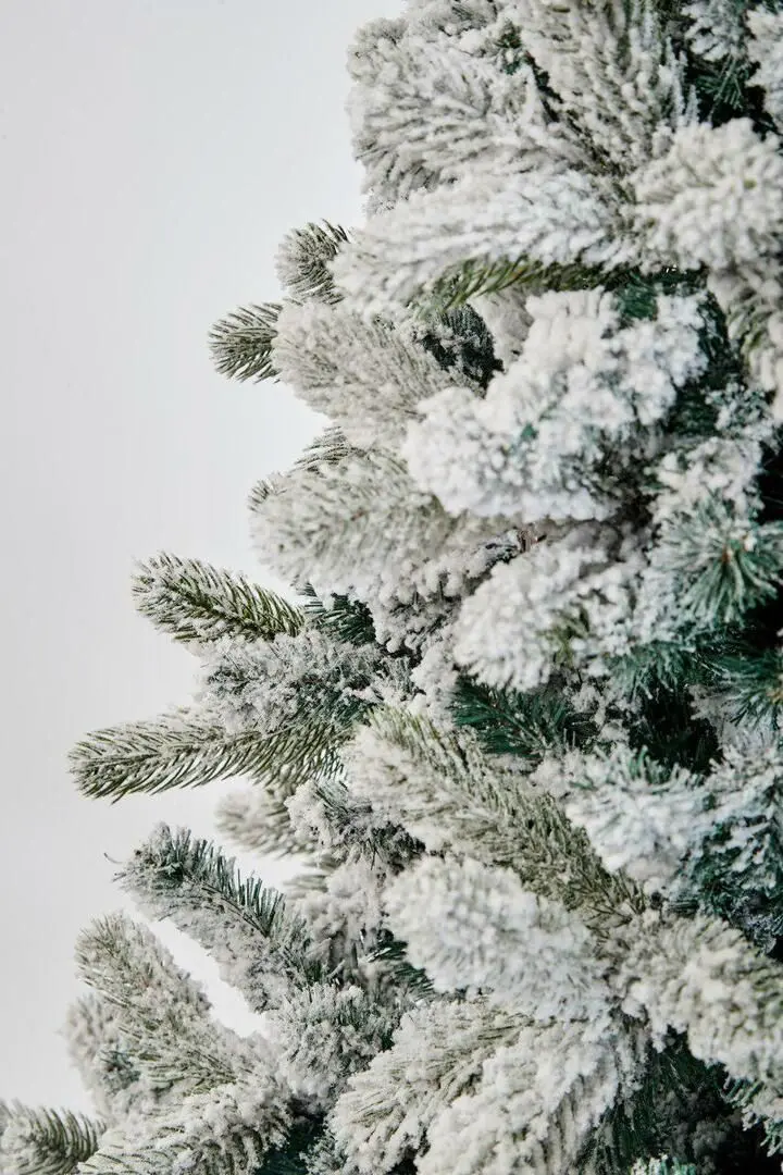 Brad Divi Trees Mont Blanc 4.5m - 4