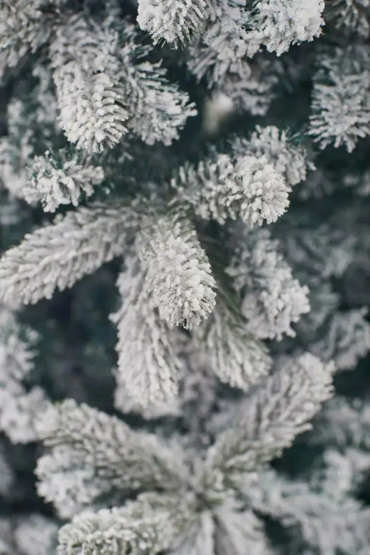 Brad Divi Trees Mont Blanc 4m - 5