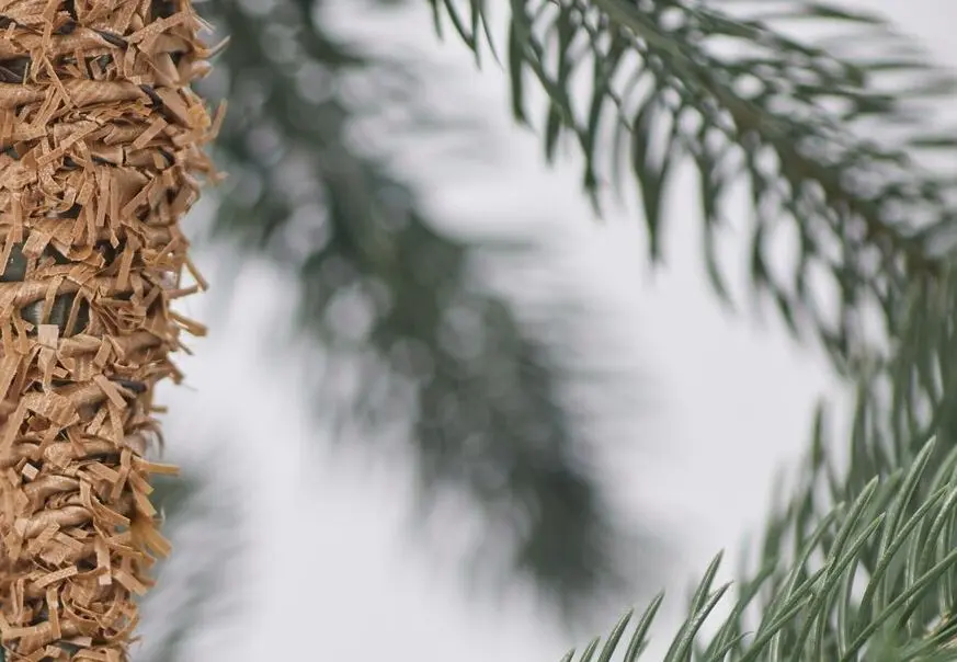 Елка Divi Trees Nordman 2.1м