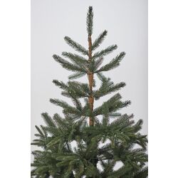 Brad Divi Trees Nordman 2.4m Thumb