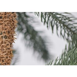 Brad Divi Trees Nordman 2.4m Thumb