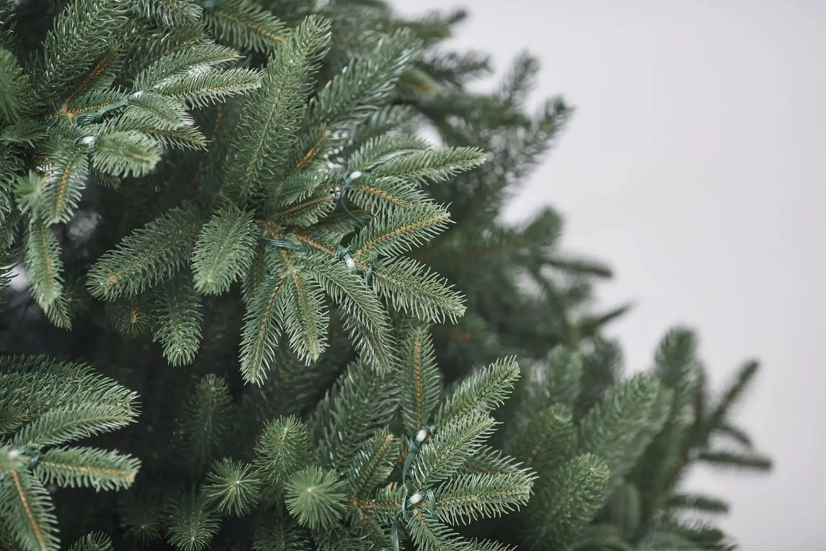 Brad Divi Trees Nordman LED 1.8m