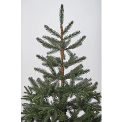 Brad Divi Trees Nordman LED 2.1m Thumb