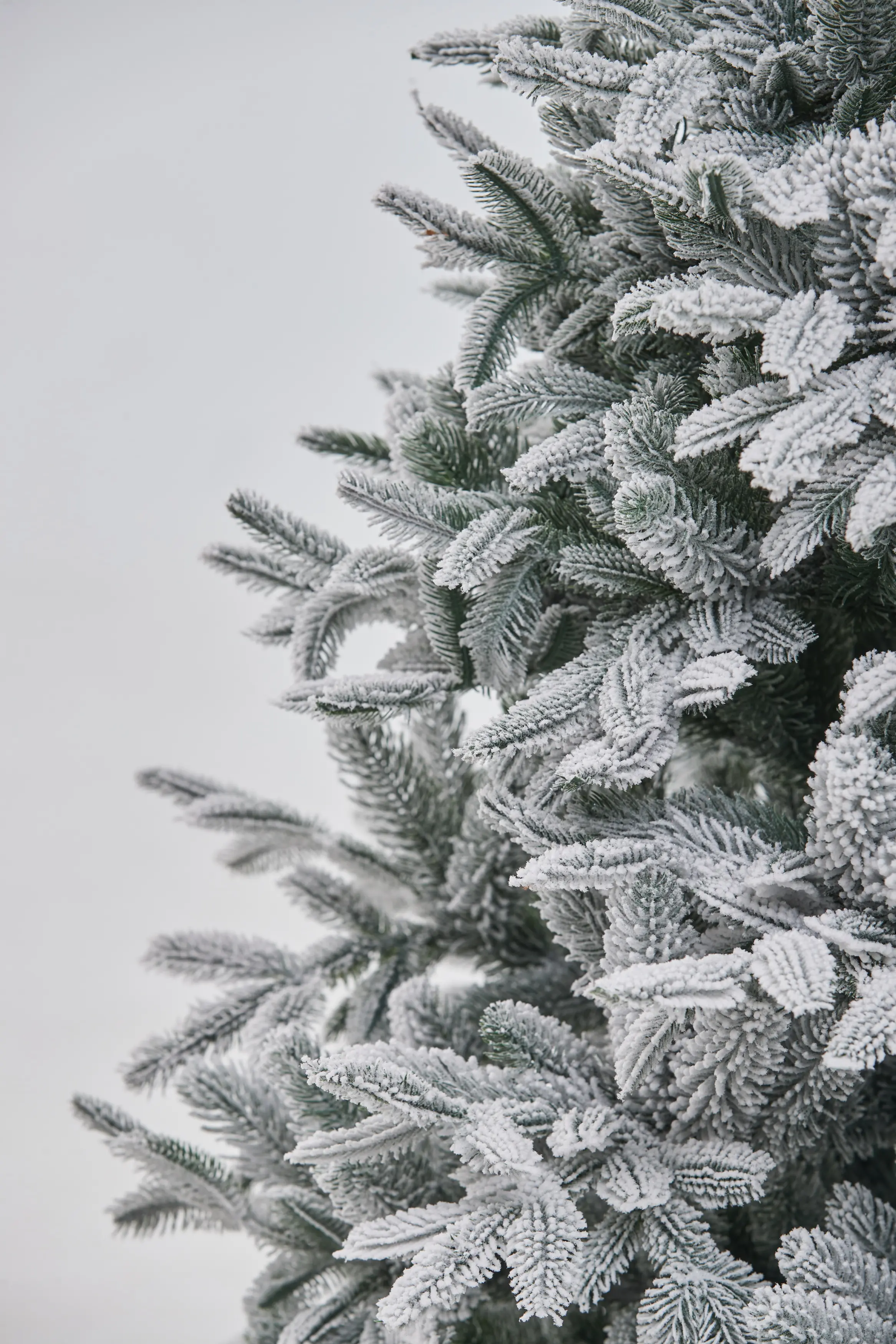 Brad Divi Trees Nordman Snow 2.1m