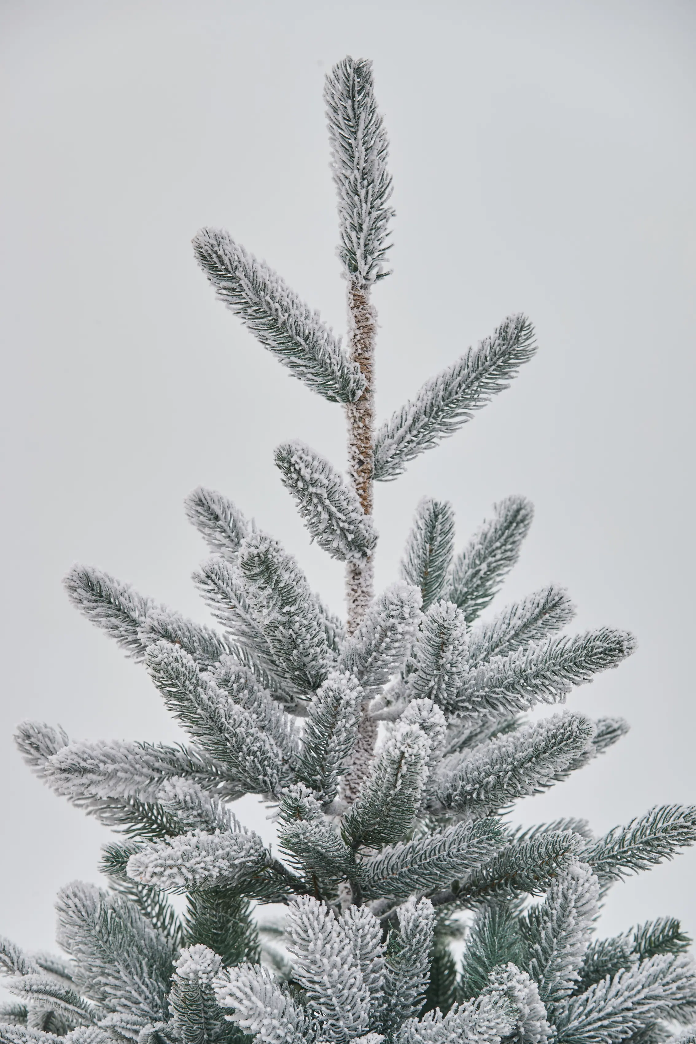 Brad Divi Trees Nordman Snow 2.1m