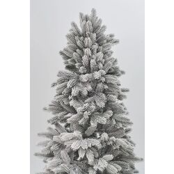 Brad Divi Trees Siberia 1.8m Thumb