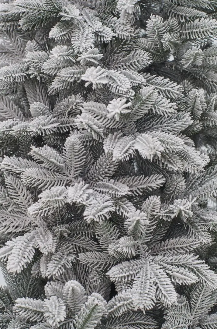 Brad Divi Trees Siberia 2.1m