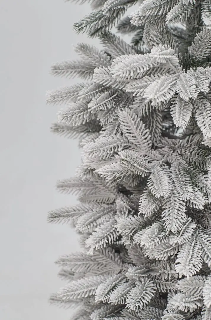 Brad Divi Trees Siberia 2.1m