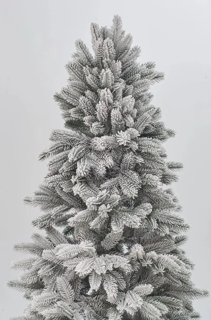 Brad Divi Trees Siberia 2.4m