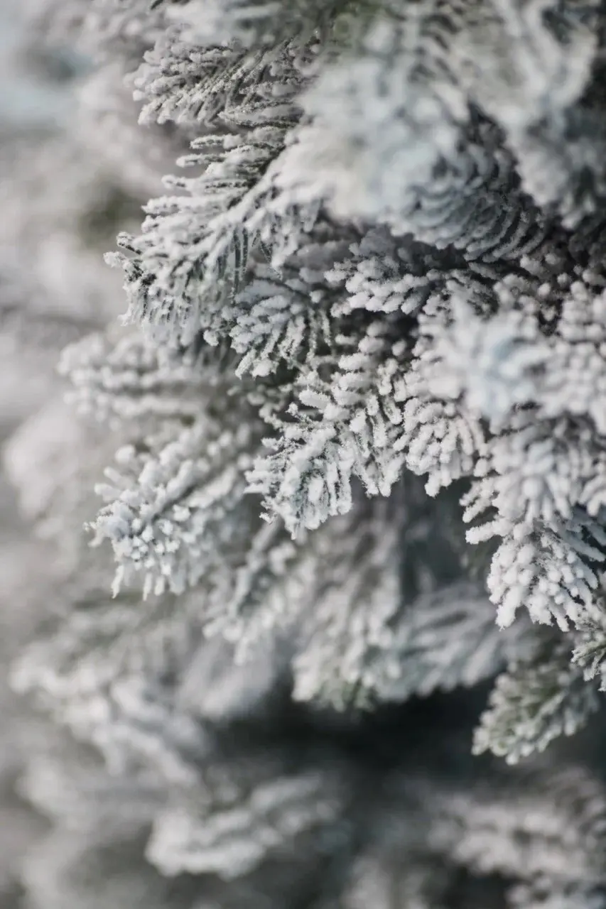 Brad Divi Trees Siberia Small 0.7m