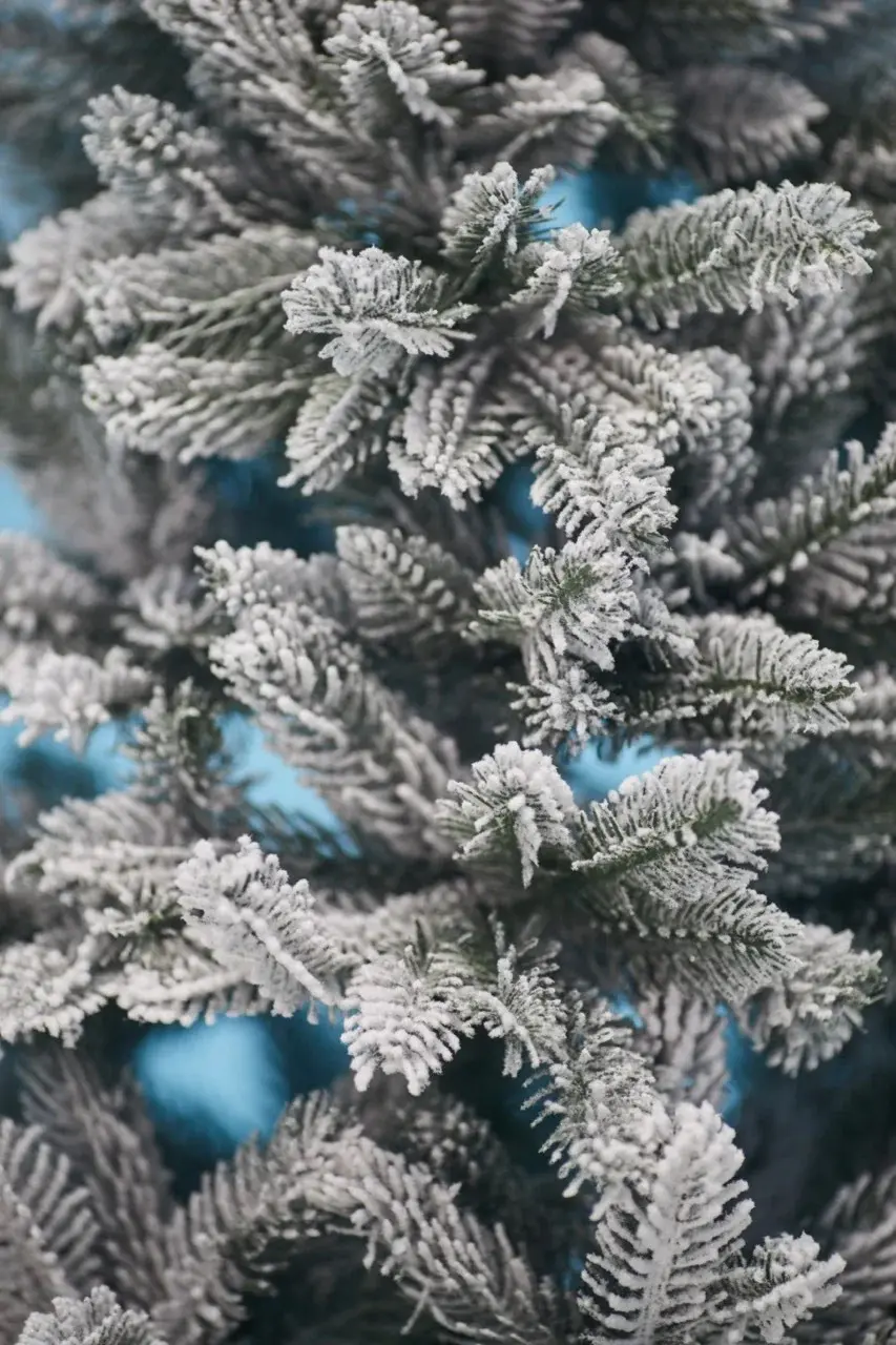 Brad Divi Trees Siberia Small 0.7m