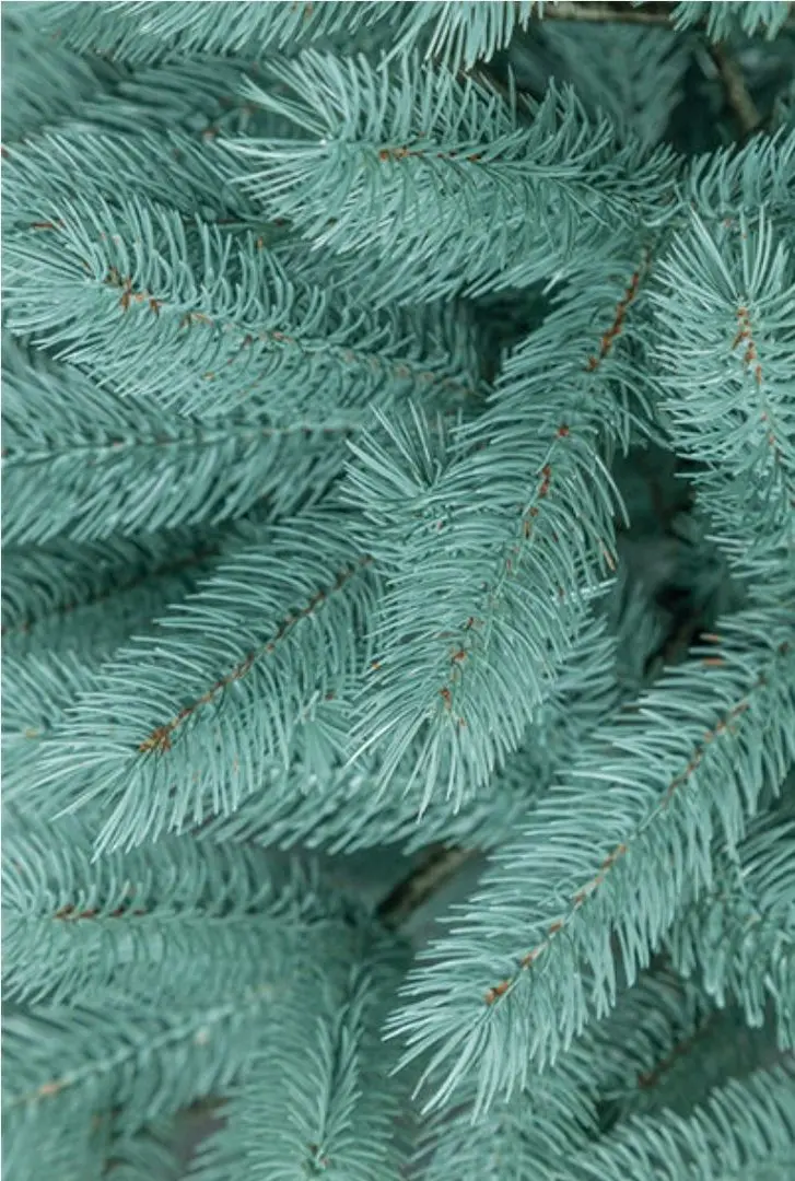 Елка Siga Group Bucovel 47686 180cм (Blue)