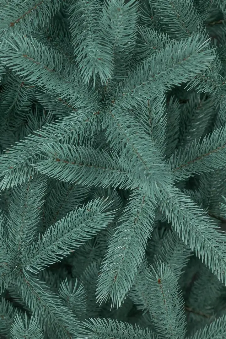 Елка Siga Group Bucovel 47688 210cм (Blue)