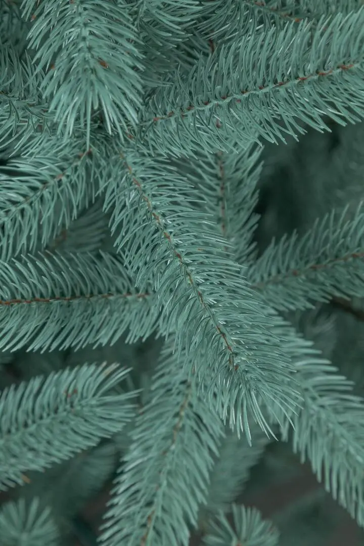 Елка Siga Group Bucovel 47689 230cм (Blue)