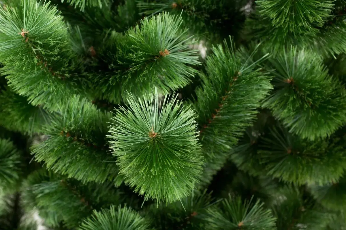 Brad Siga Group Fluffy 47666 150cm - 3