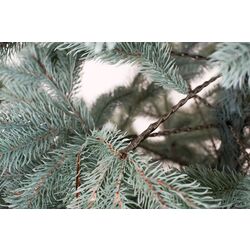 Елка Siga Group Kovalevskaya 47699 230cм Thumb