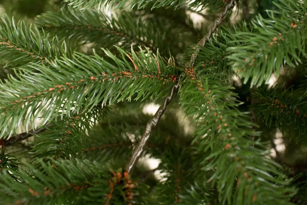 Brad Siga Group President 47673 210cm