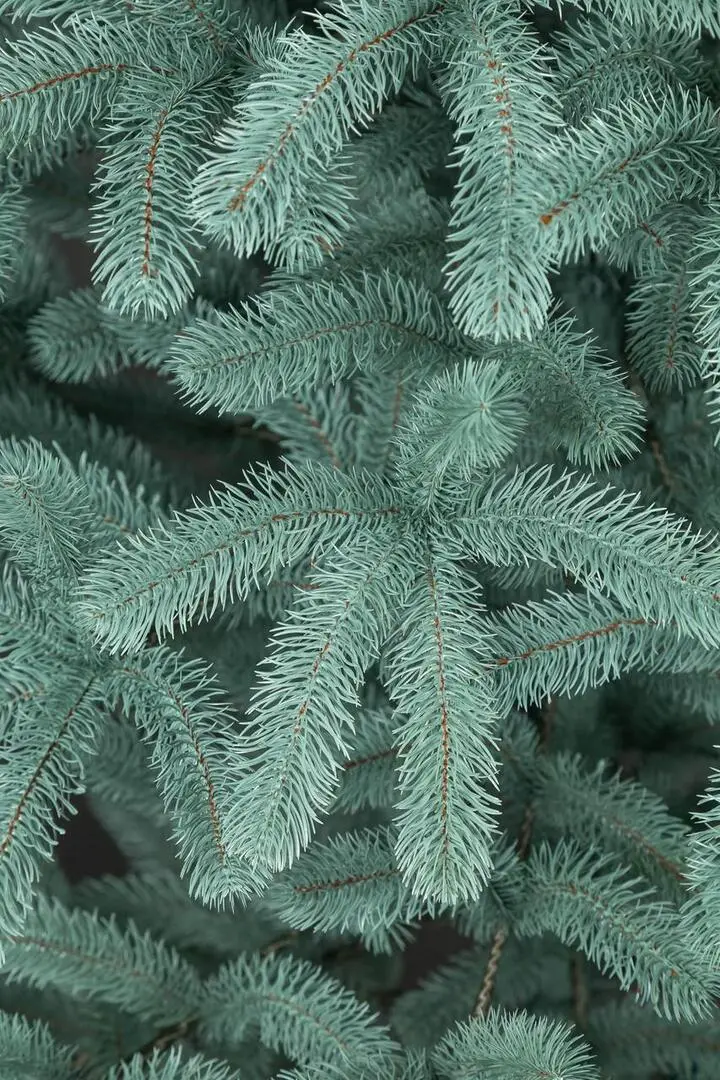 Brad Siga Group President 47680 250cm